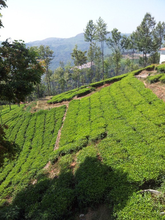 tea fields