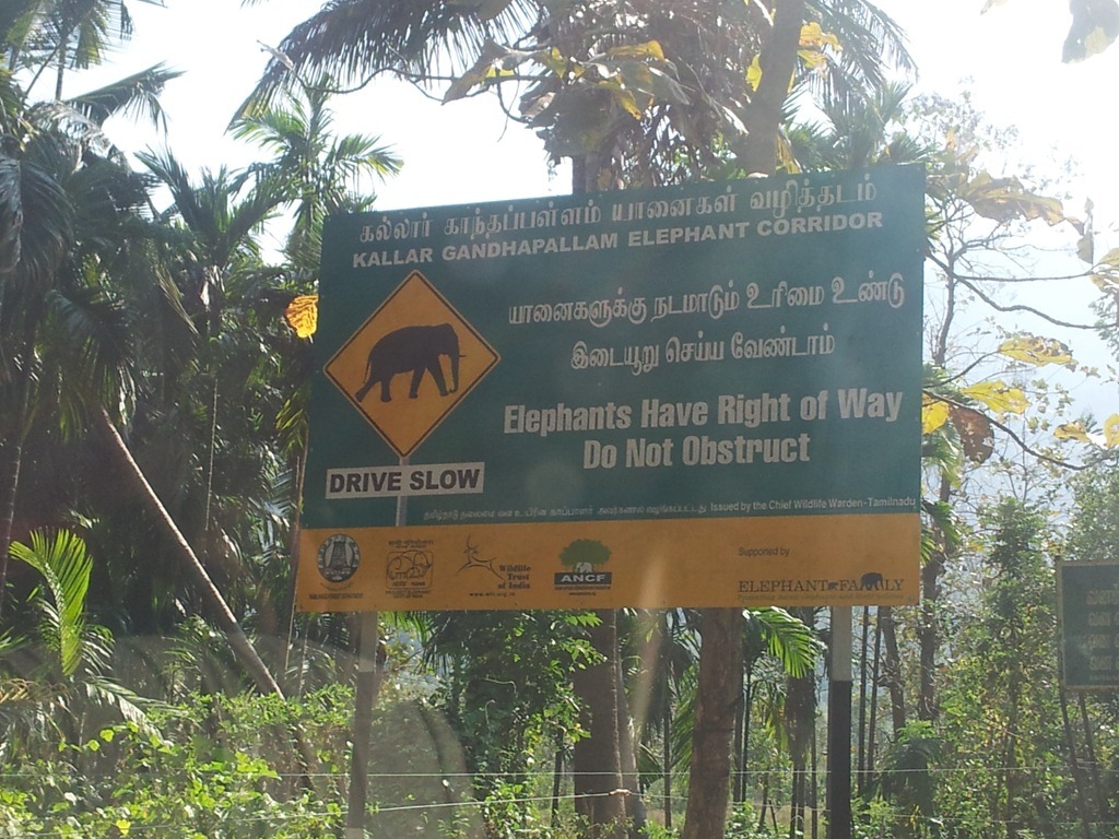 elephant right of way