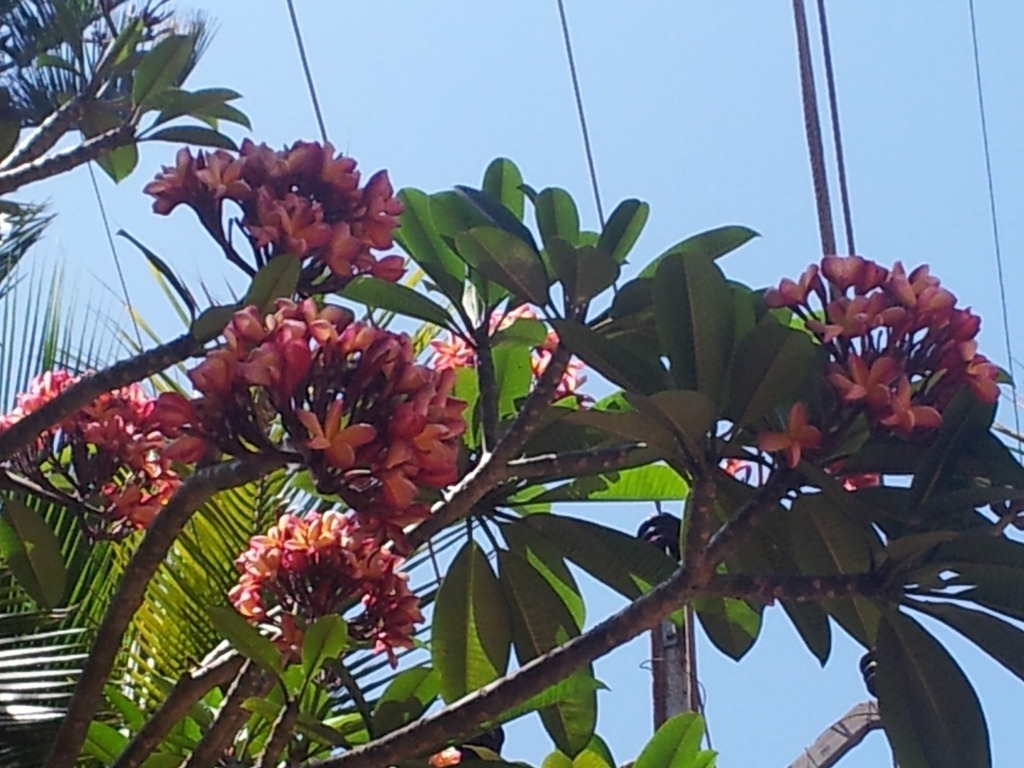 flowers