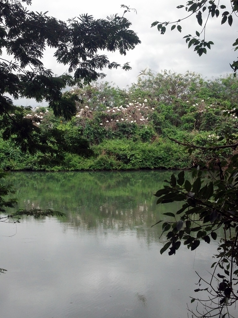 Birds nesting on the nearby island