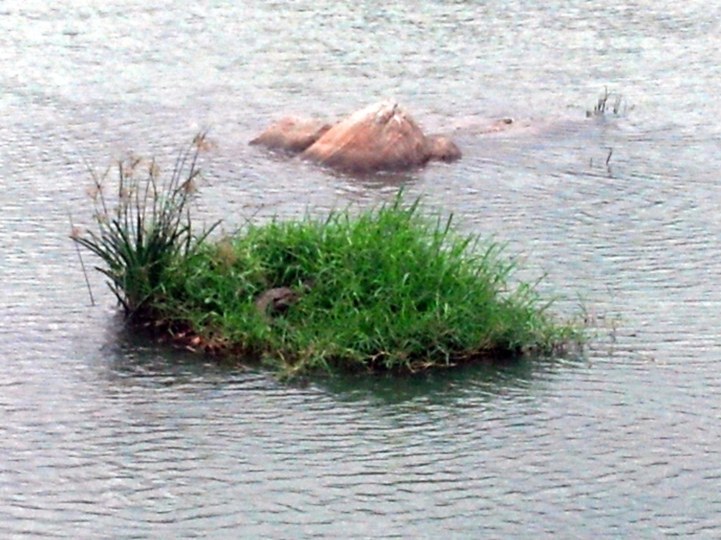 Crocodile hiding in the bushes